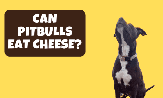 Can pitbulls eat cheese?