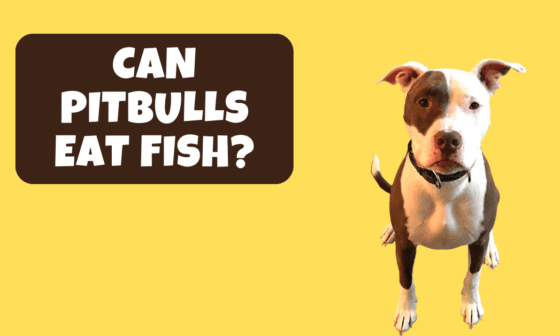 Can pitbulls eat fish?