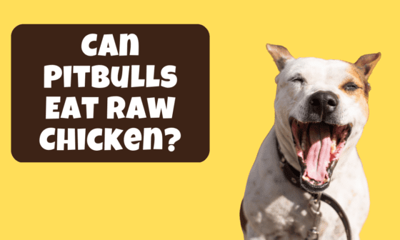 Can pitbulls eat raw chicken?