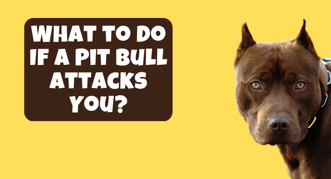 What to Do If a Pitbull Attacks You Expert Tips for Safety