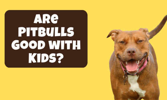 Are Pitbulls Good with Kids?