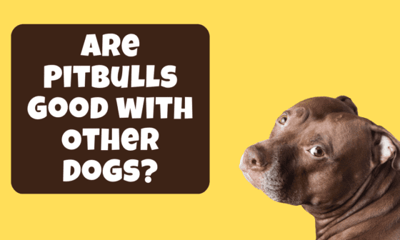 Are pitbulls good with other dogs?