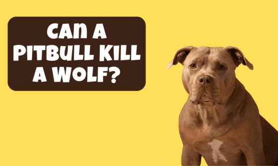 Can a Pitbull Kill a Wolf?