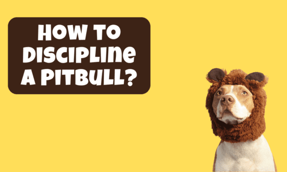 How to Discipline a Pitbull