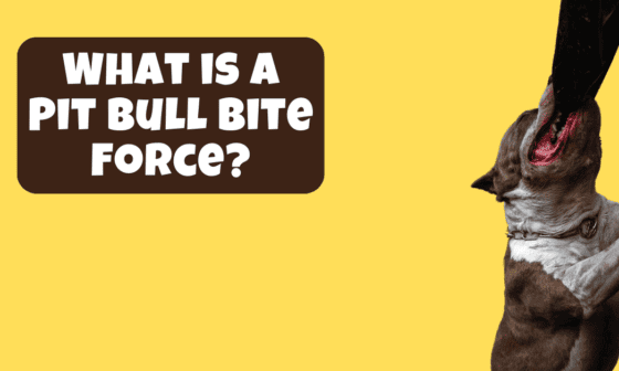 pit bull bite force